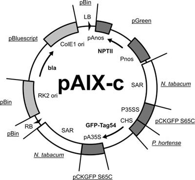 The concept of an agroinfiltration kit for recombinant protein production for educational and commercial use—A journey through a forest of regulatory and legal implications